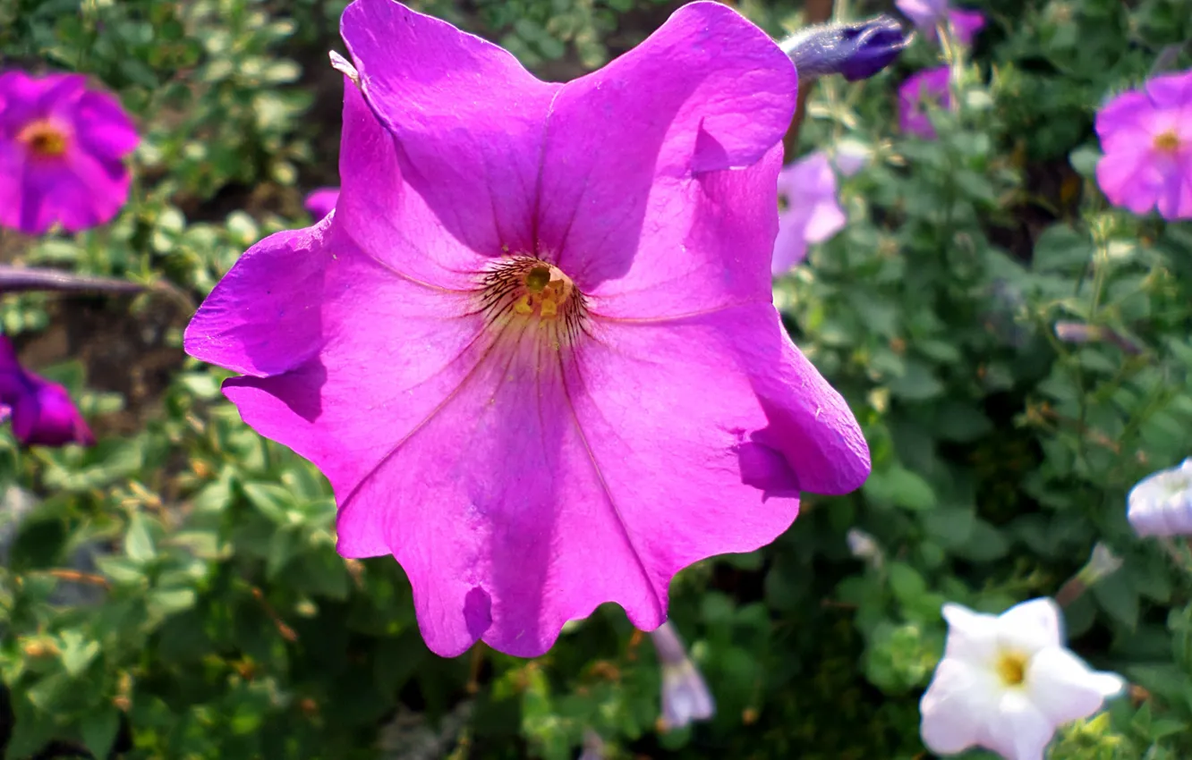 Photo wallpaper autumn, October, Petunia