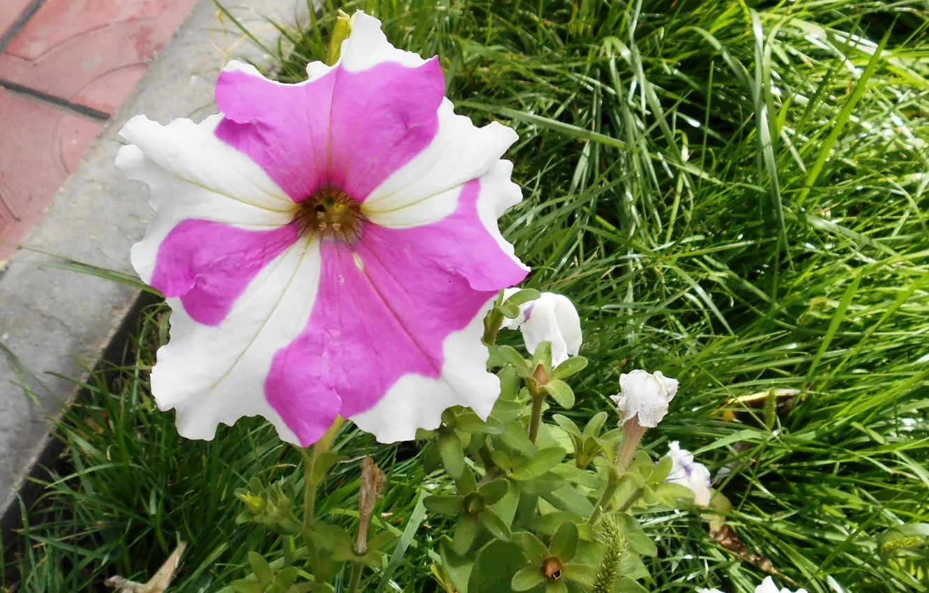 Photo wallpaper white, grass, leaves, flowers, Petunia, light purple