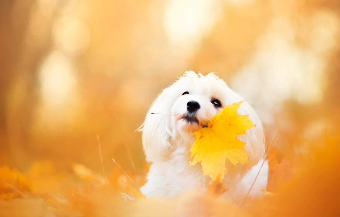 Photo wallpaper autumn, face, leaves, yellow, background, leaf, portrait, dog