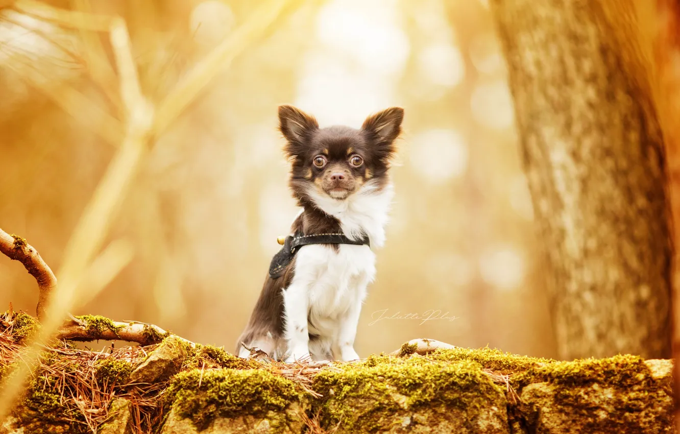 Photo wallpaper nature, background, dog
