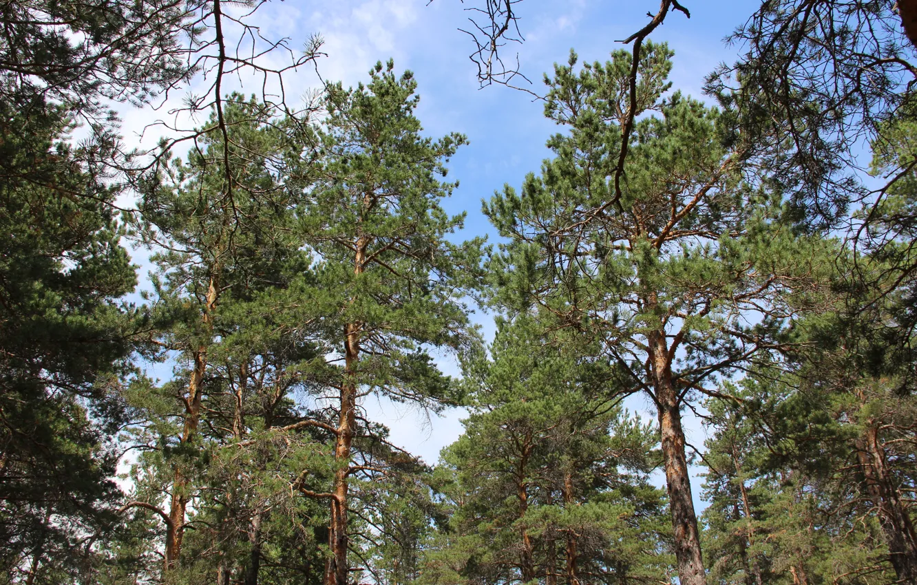 Photo wallpaper summer, the sky, needles, branches, tree, bark, pine