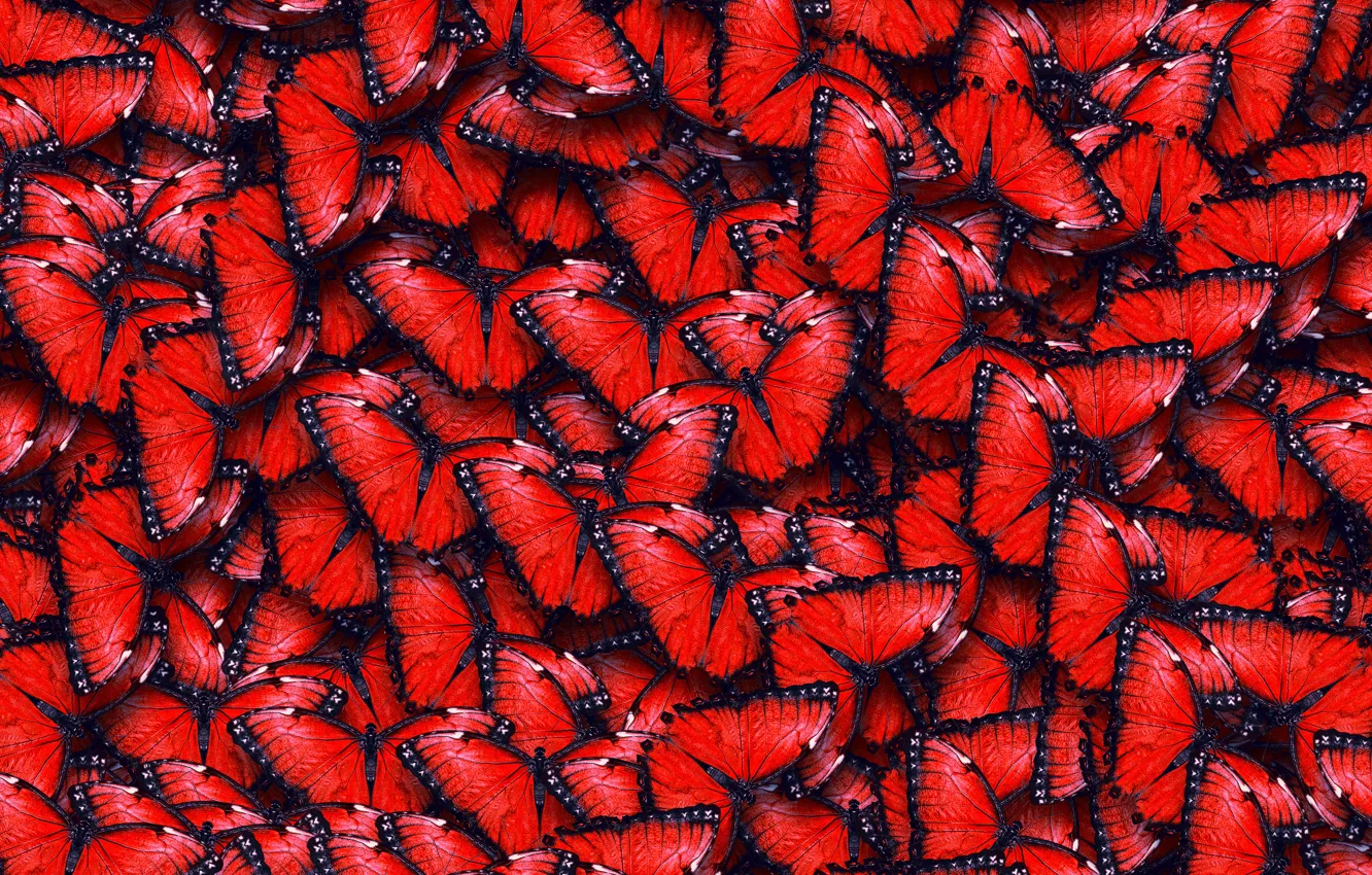 Photo wallpaper texture, texture, red butterfly, butterflies