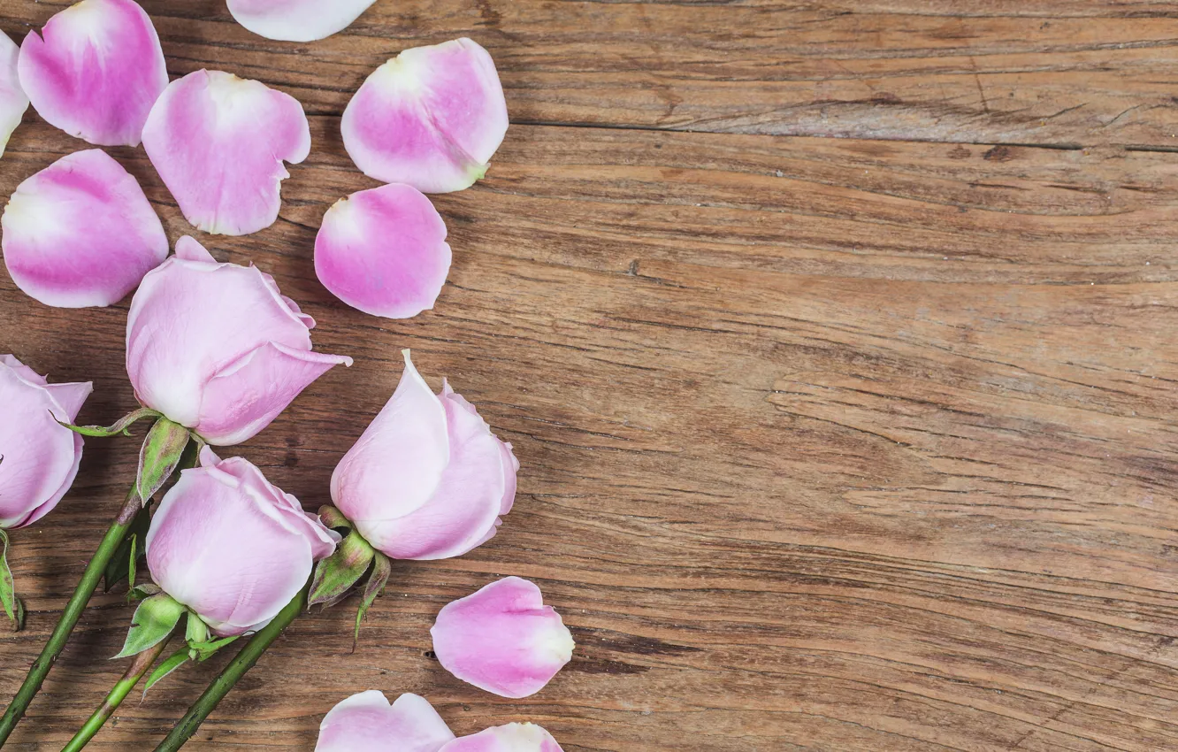 Photo wallpaper flowers, tenderness, petals, pink roses