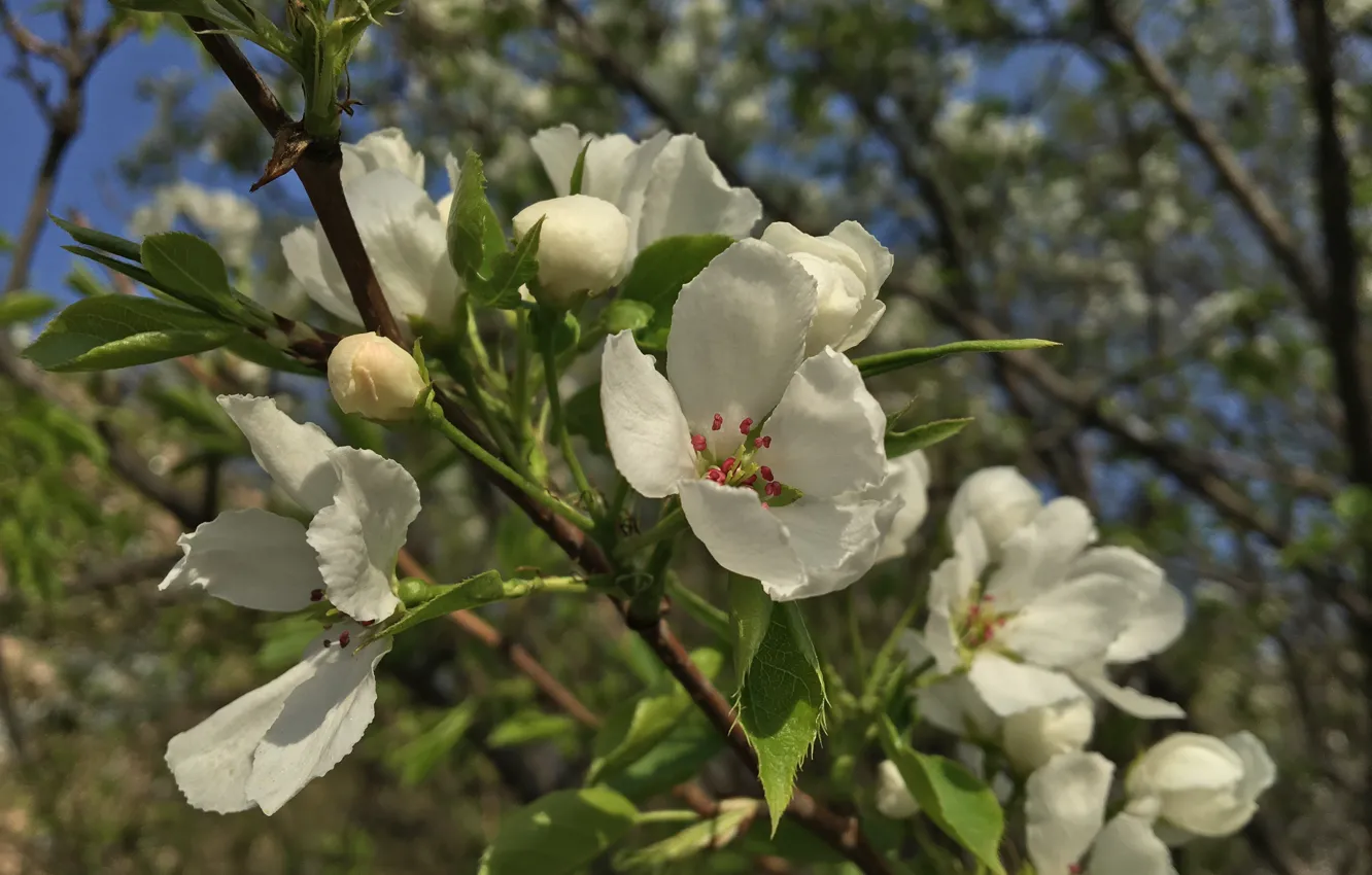 Photo wallpaper trees, flowers, plant, flora