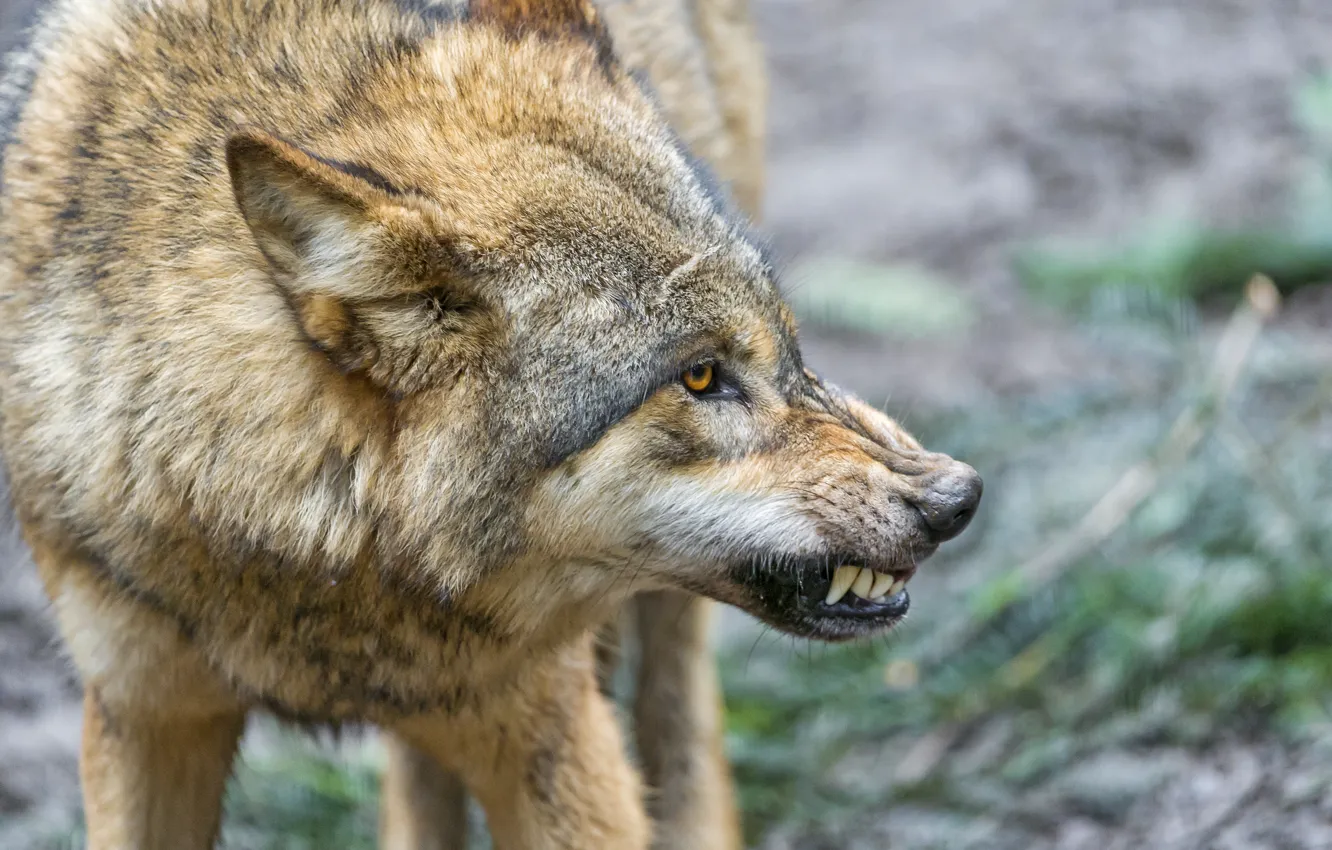 Photo wallpaper wolf, fangs, grin, profile, ©Tambako The Jaguar