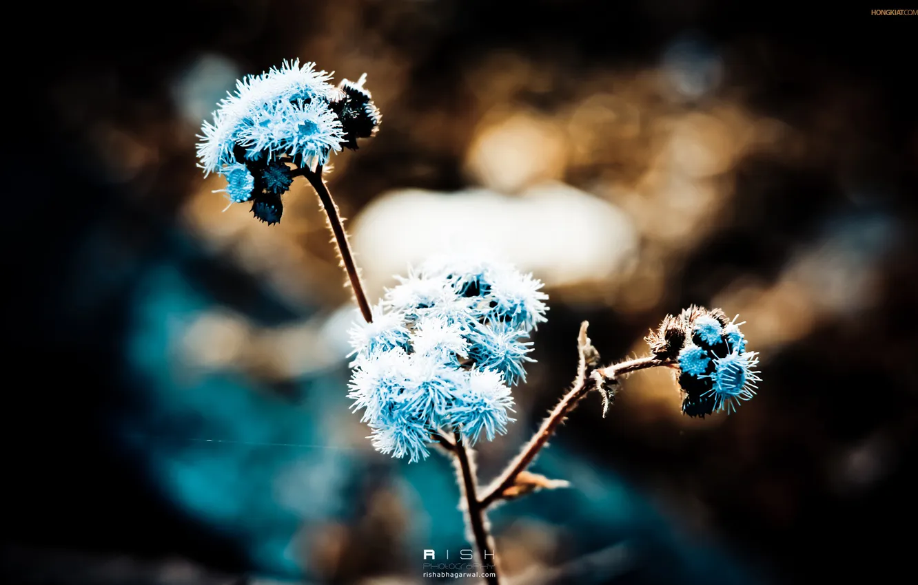 Photo wallpaper flowers, nature, blue, Wallpaper