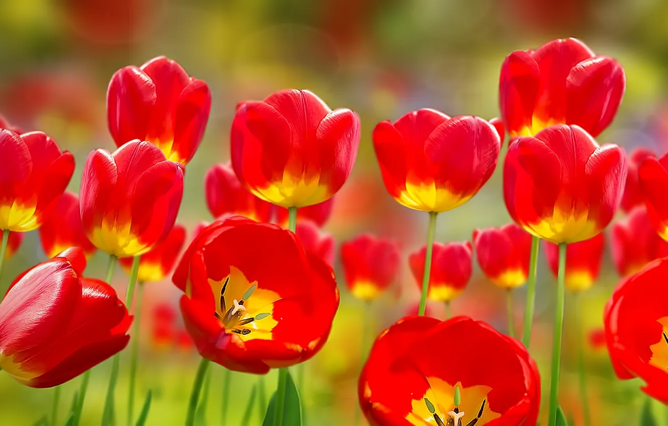 Photo wallpaper flowers, spring, tulips