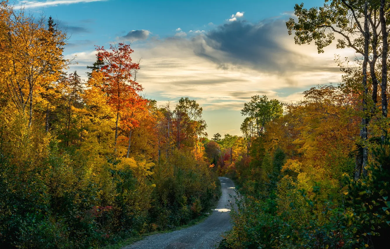 Photo wallpaper road, autumn, forest