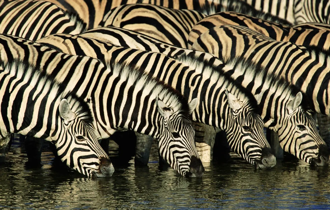 Photo wallpaper nature, river, Zebra, Africa, drink