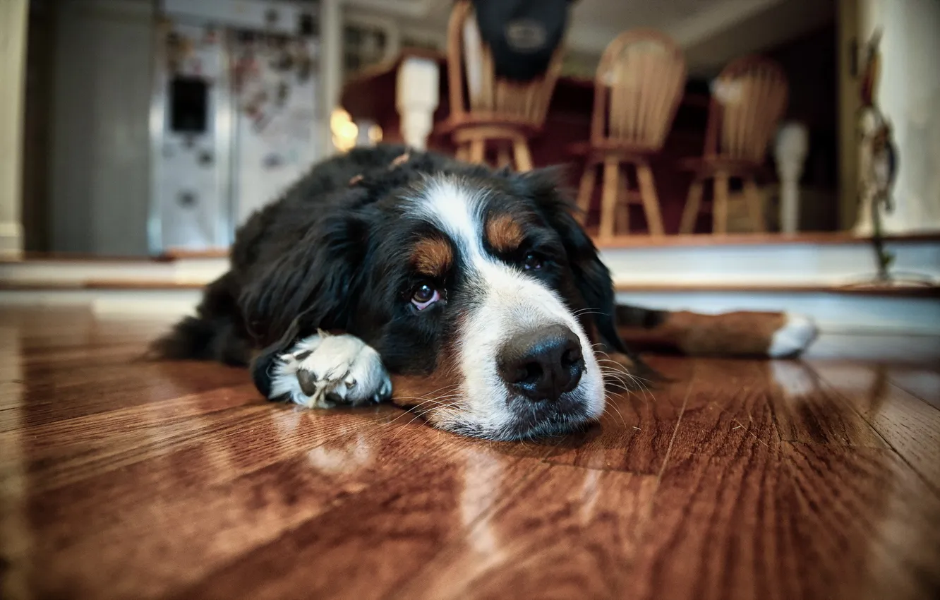 Photo wallpaper each, home, dog