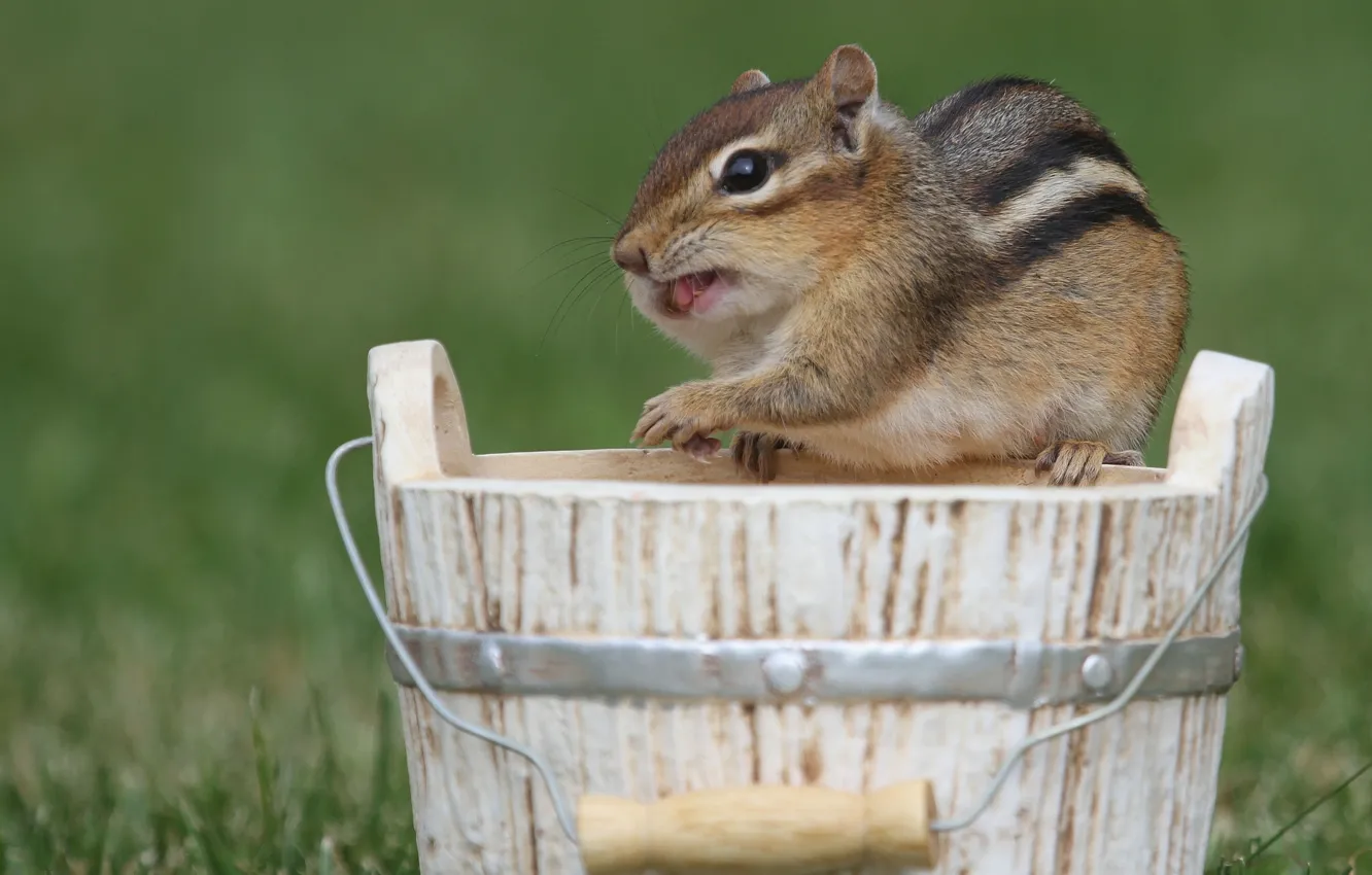 Photo wallpaper bucket, Chipmunk, rodent