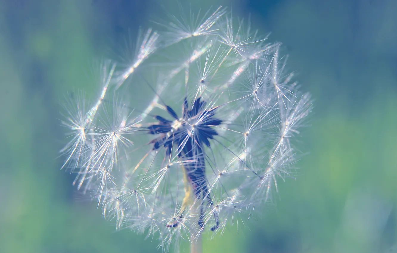 Photo wallpaper plant, delicate, dandylion