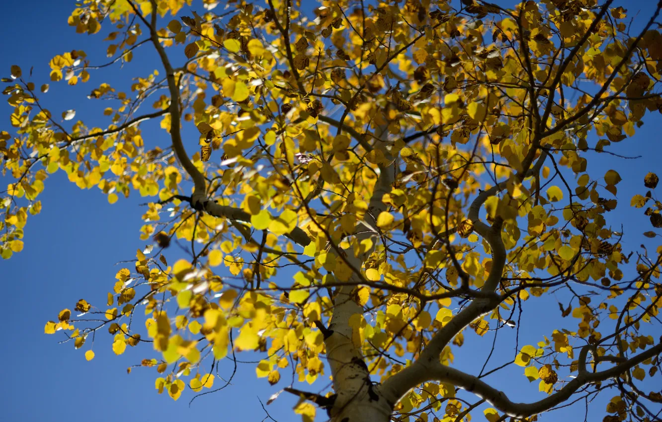 Photo wallpaper autumn, the sky, leaves, tree, aspen