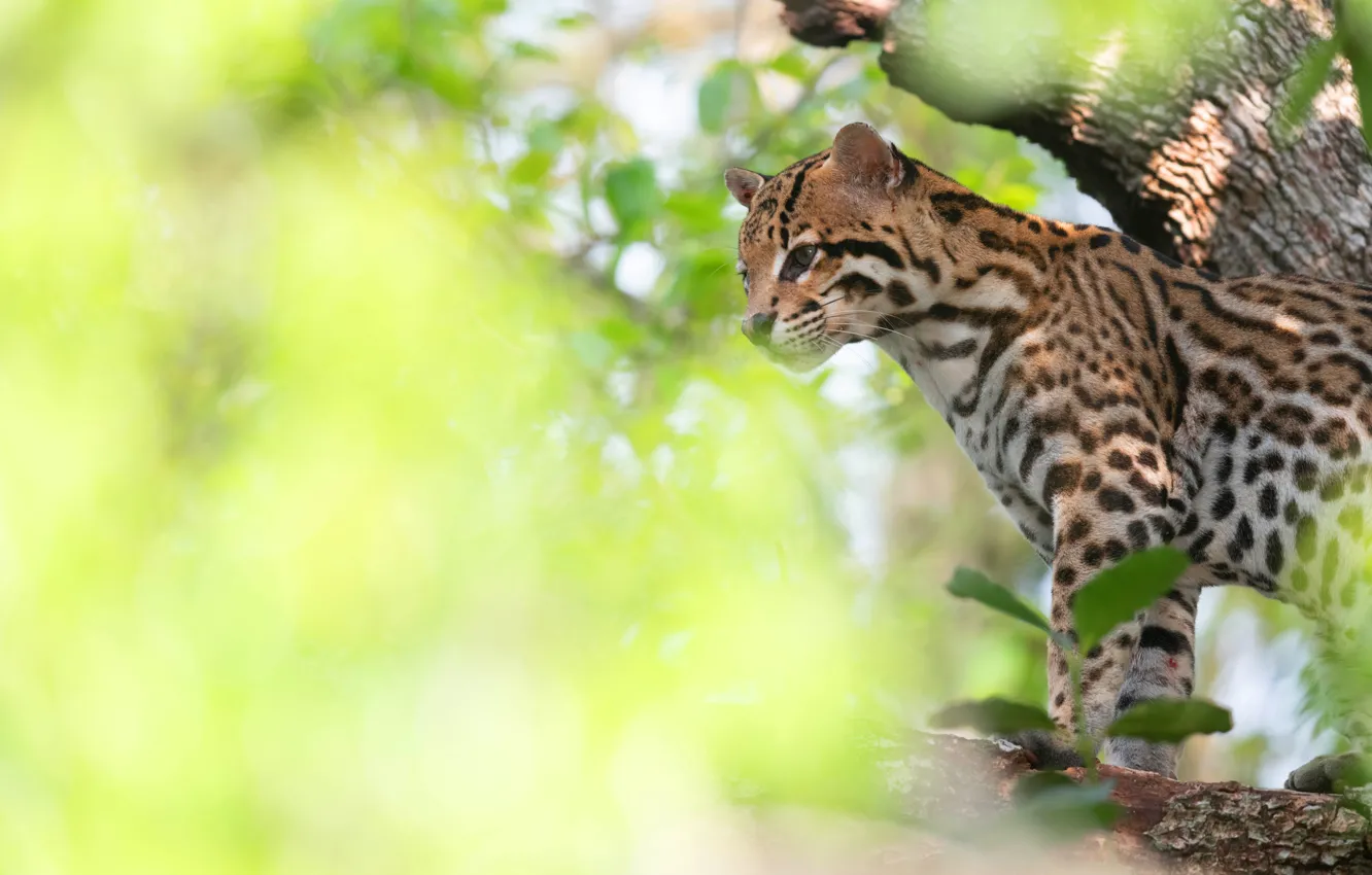 Photo wallpaper look, leaves, light, trees, pose, wild cat, yellow background, bokeh