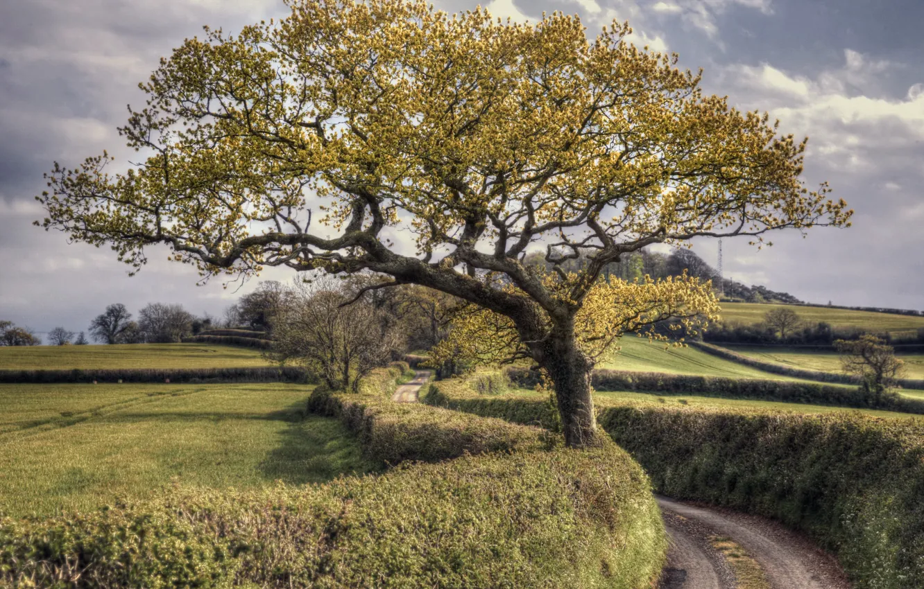 Photo wallpaper road, nature, tree