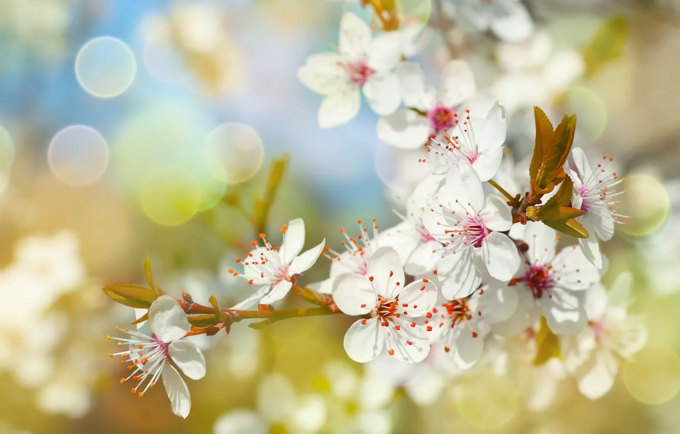 Photo wallpaper flower, spring, bloom