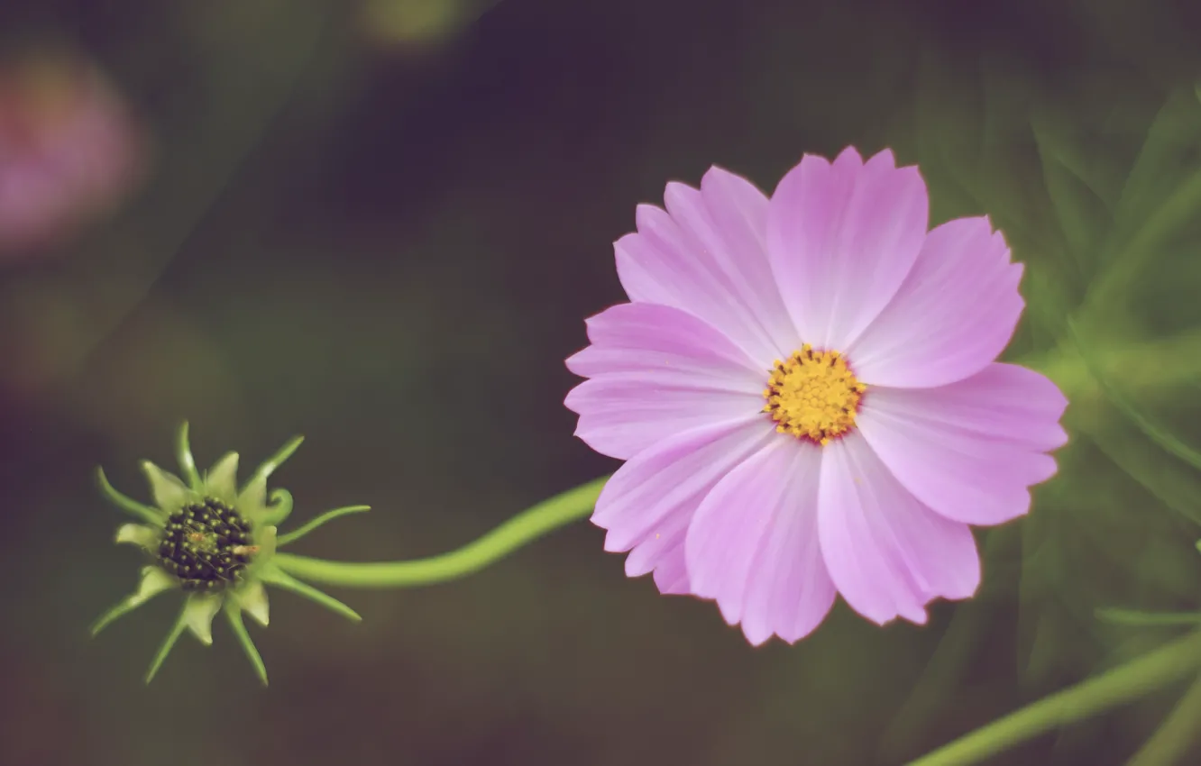 Photo wallpaper flowers, petals, stem, buds, flower, petals, bud, stalk