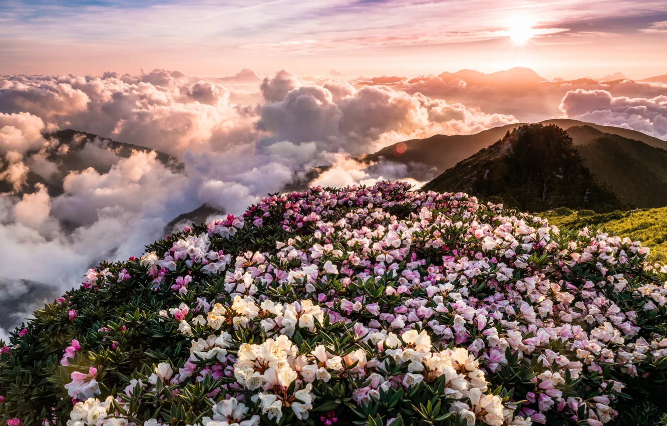 Photo wallpaper the sky, the sun, clouds, rays, landscape, flowers, mountains, nature