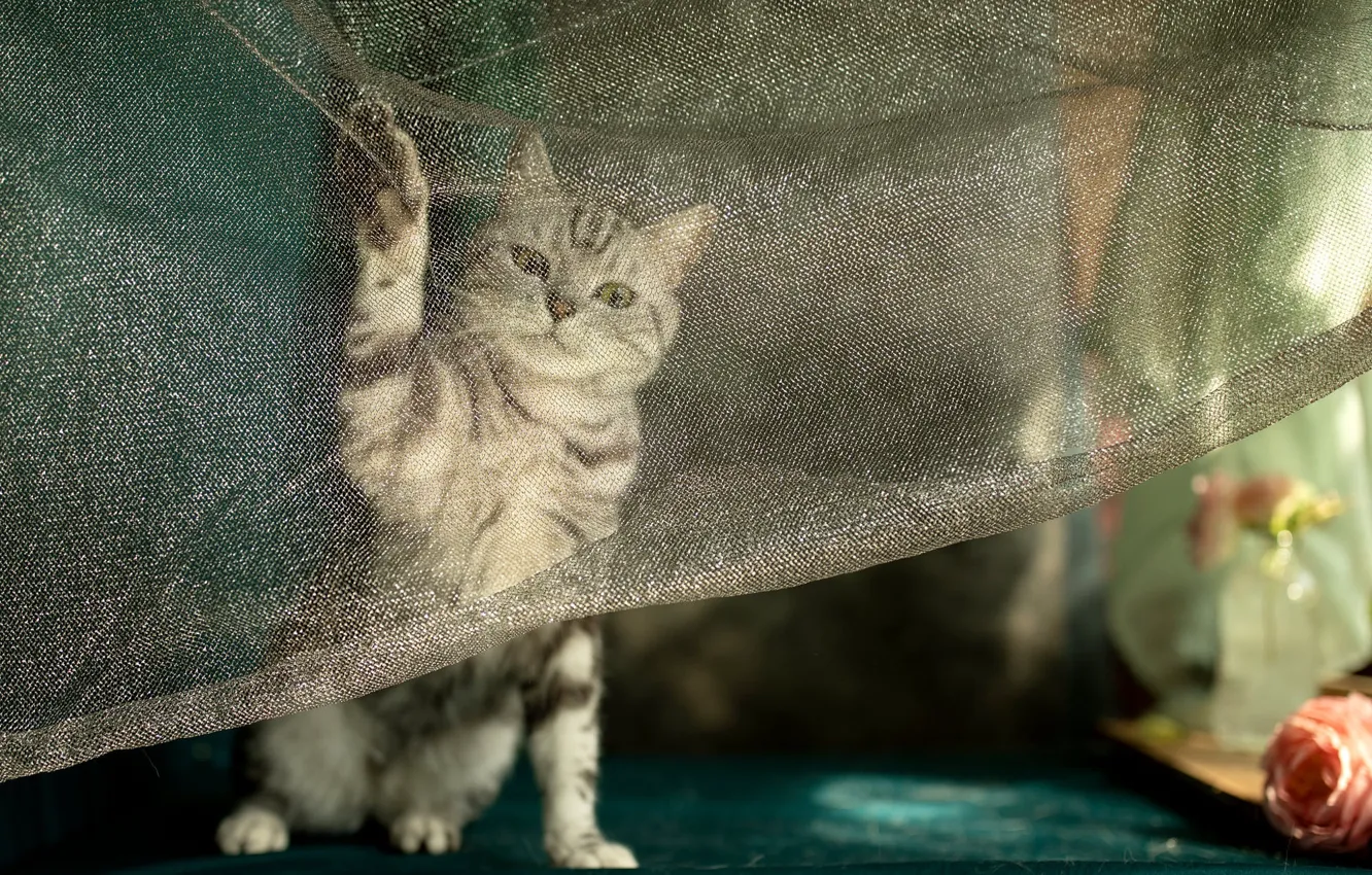 Photo wallpaper cat, cat, look, pose, legs, window, fabric, curtains