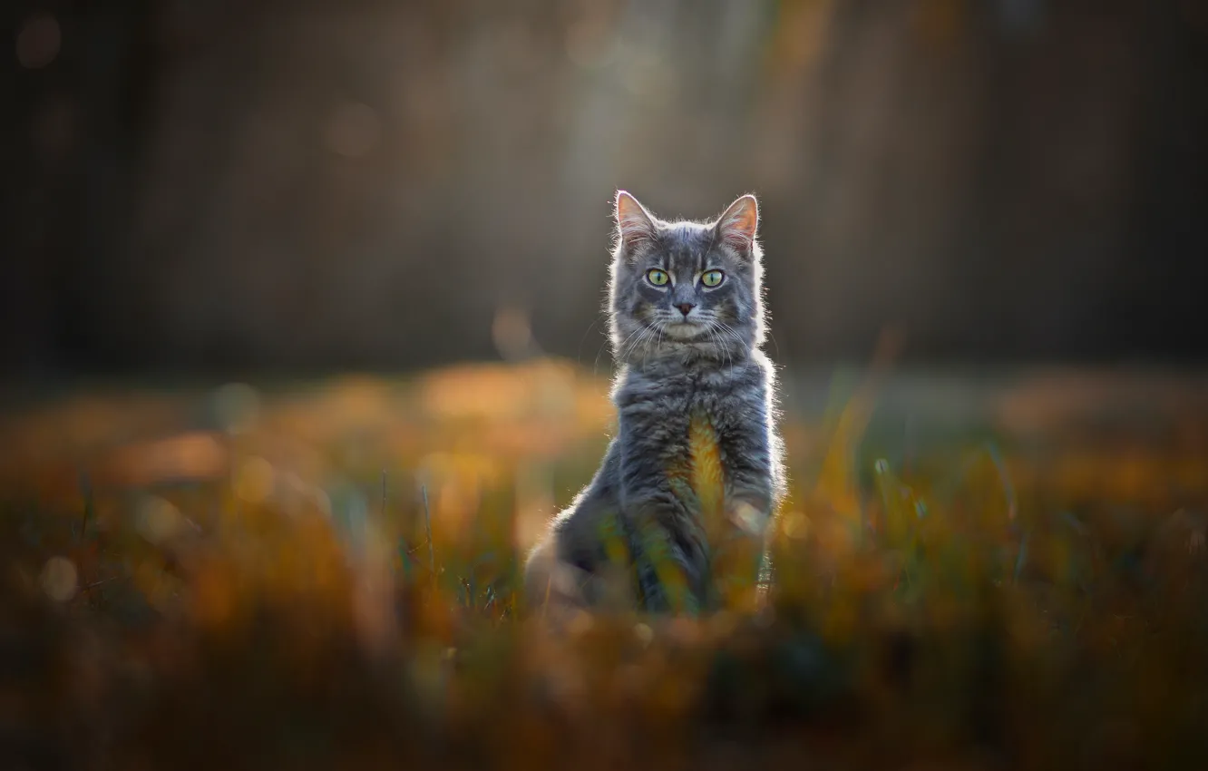 Photo wallpaper field, cat, grass, cat, look, nature, pose, grey