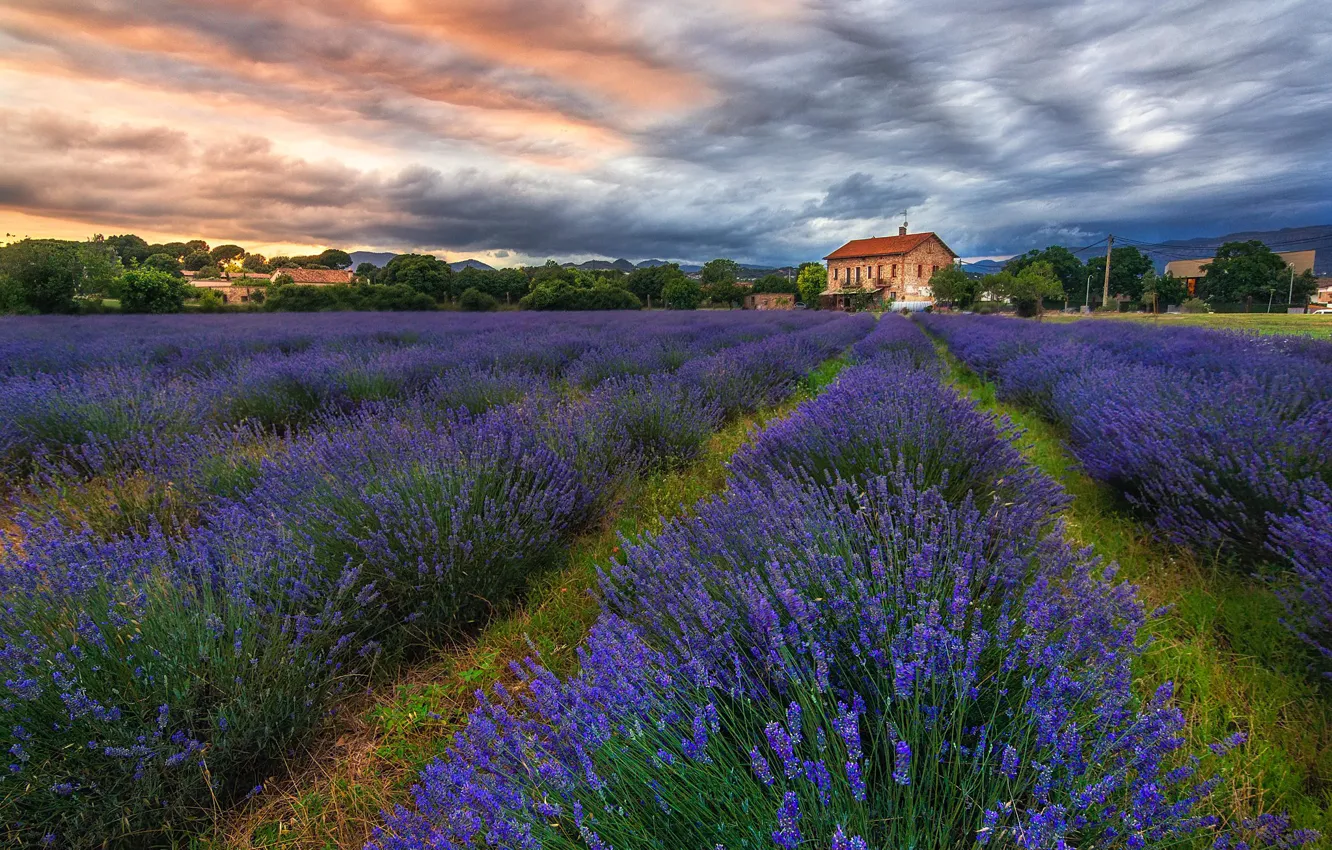 Photo wallpaper house, lavender, plantation, lavender field