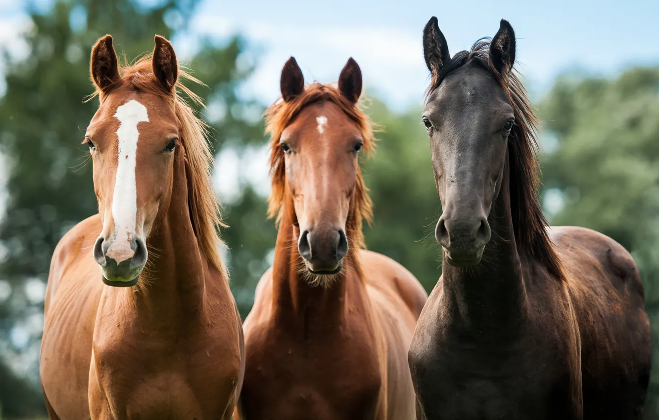 Photo wallpaper horse, horse, trio