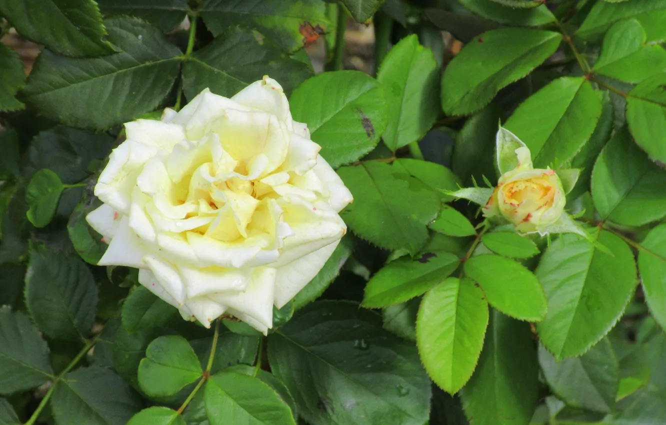 Photo wallpaper Summer 2018, Meduzanol ©, white rose, buds