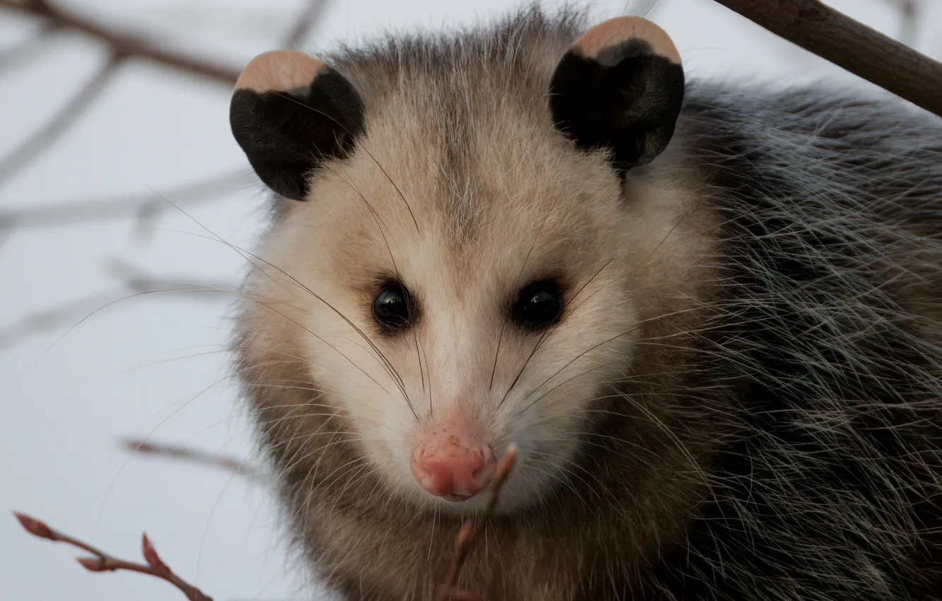 Photo wallpaper winter, mouse, possum, rodent