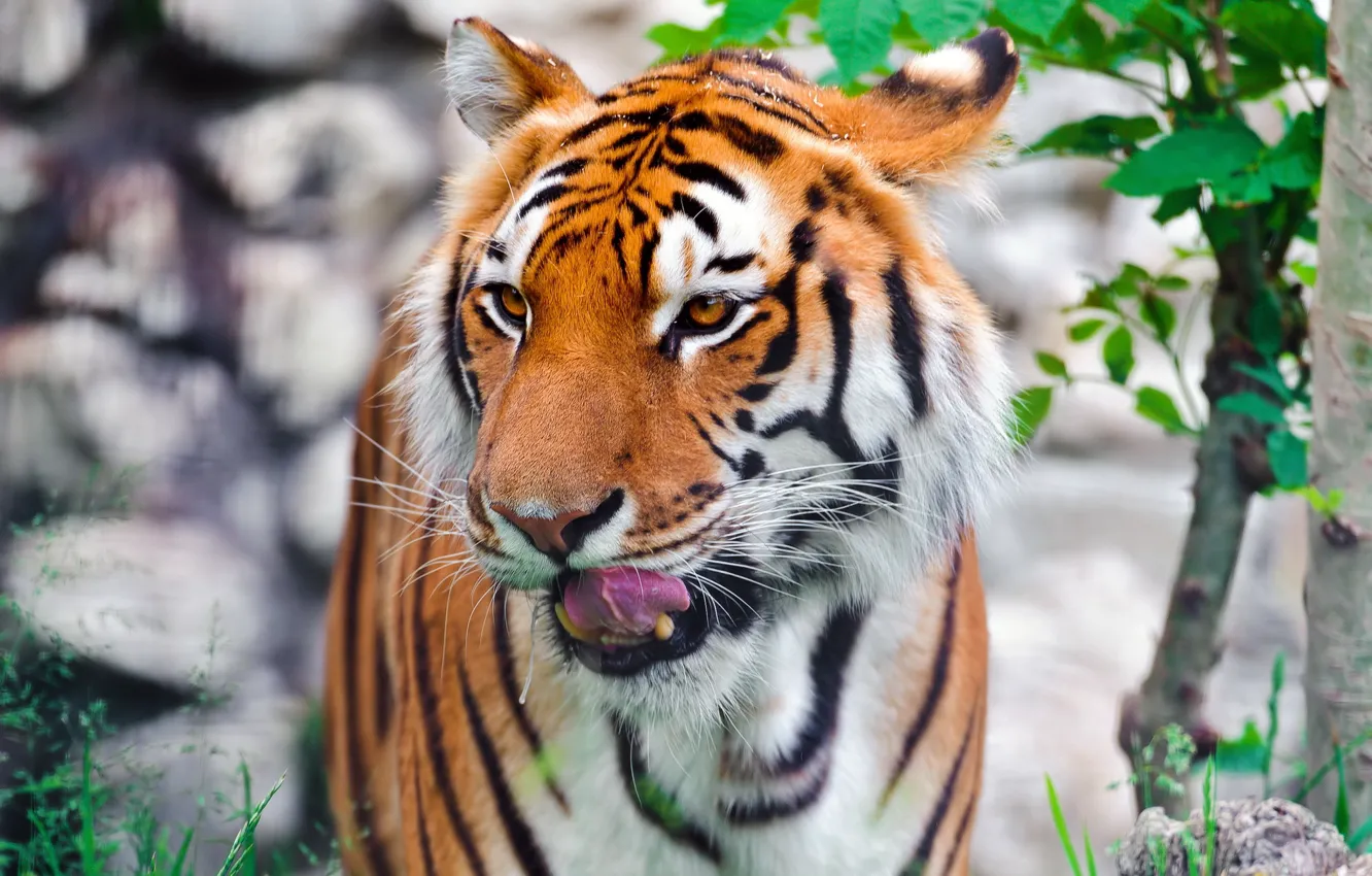 Photo wallpaper face, tiger, predator, Amur