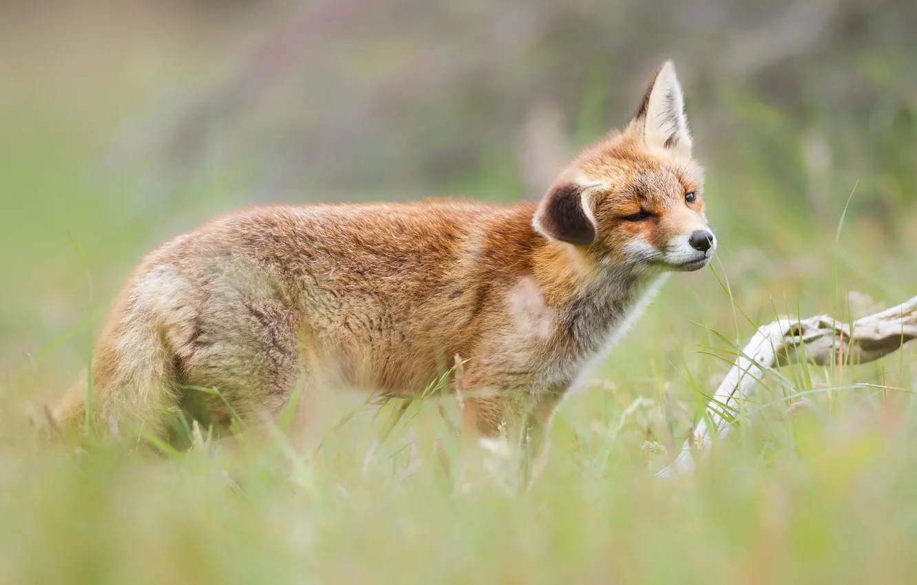 Photo wallpaper summer, grass, look, nature, pose, green, background, sweetheart