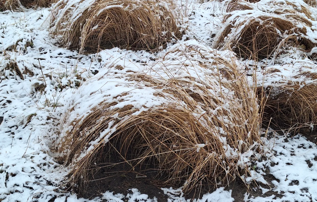 Photo wallpaper Snow, Zima, grass