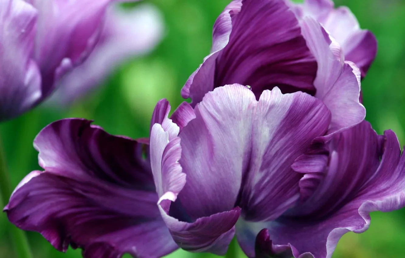 Photo wallpaper macro, flowers, abstraction, different