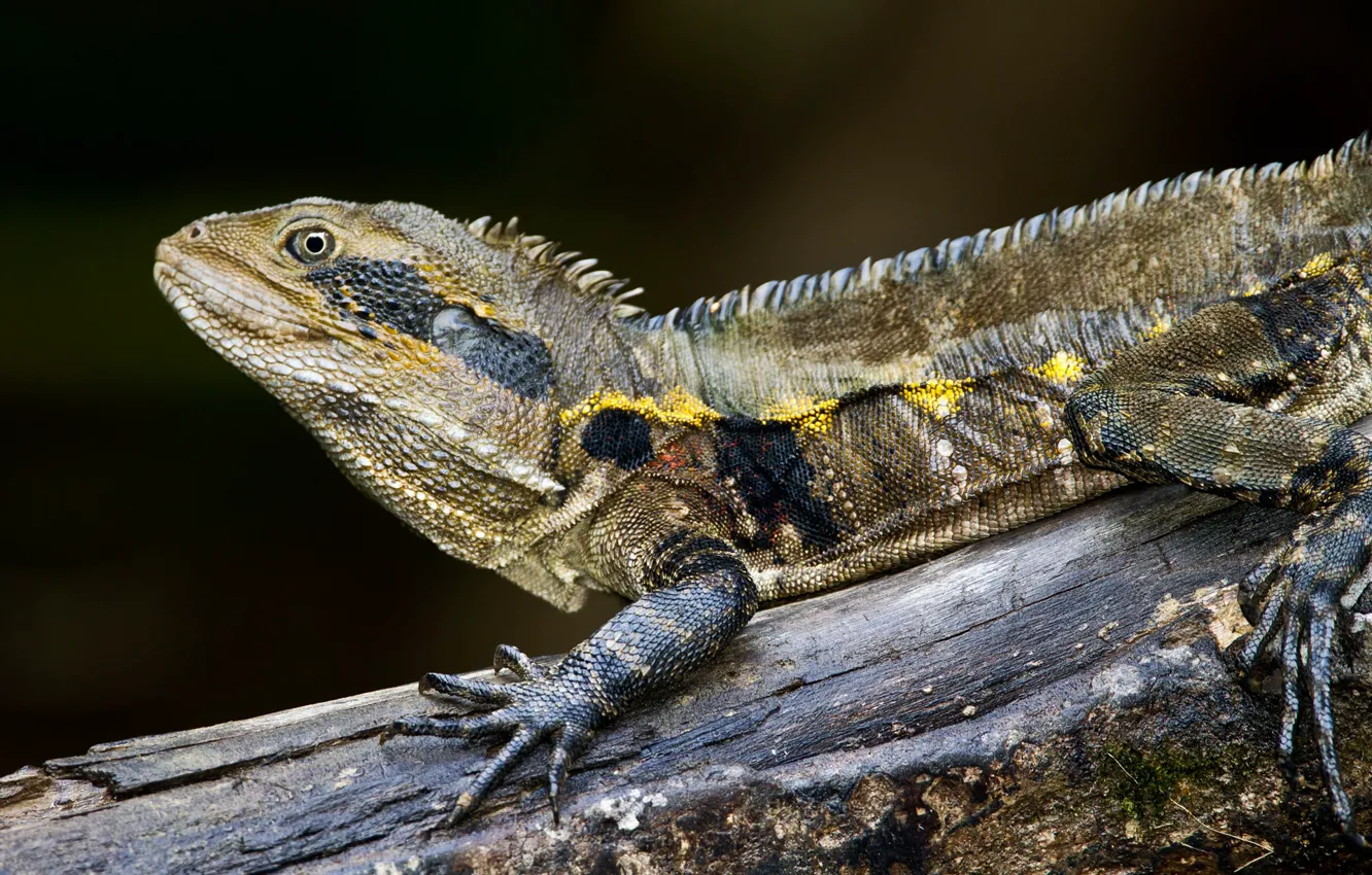 Photo wallpaper nature, reptile, water lizard
