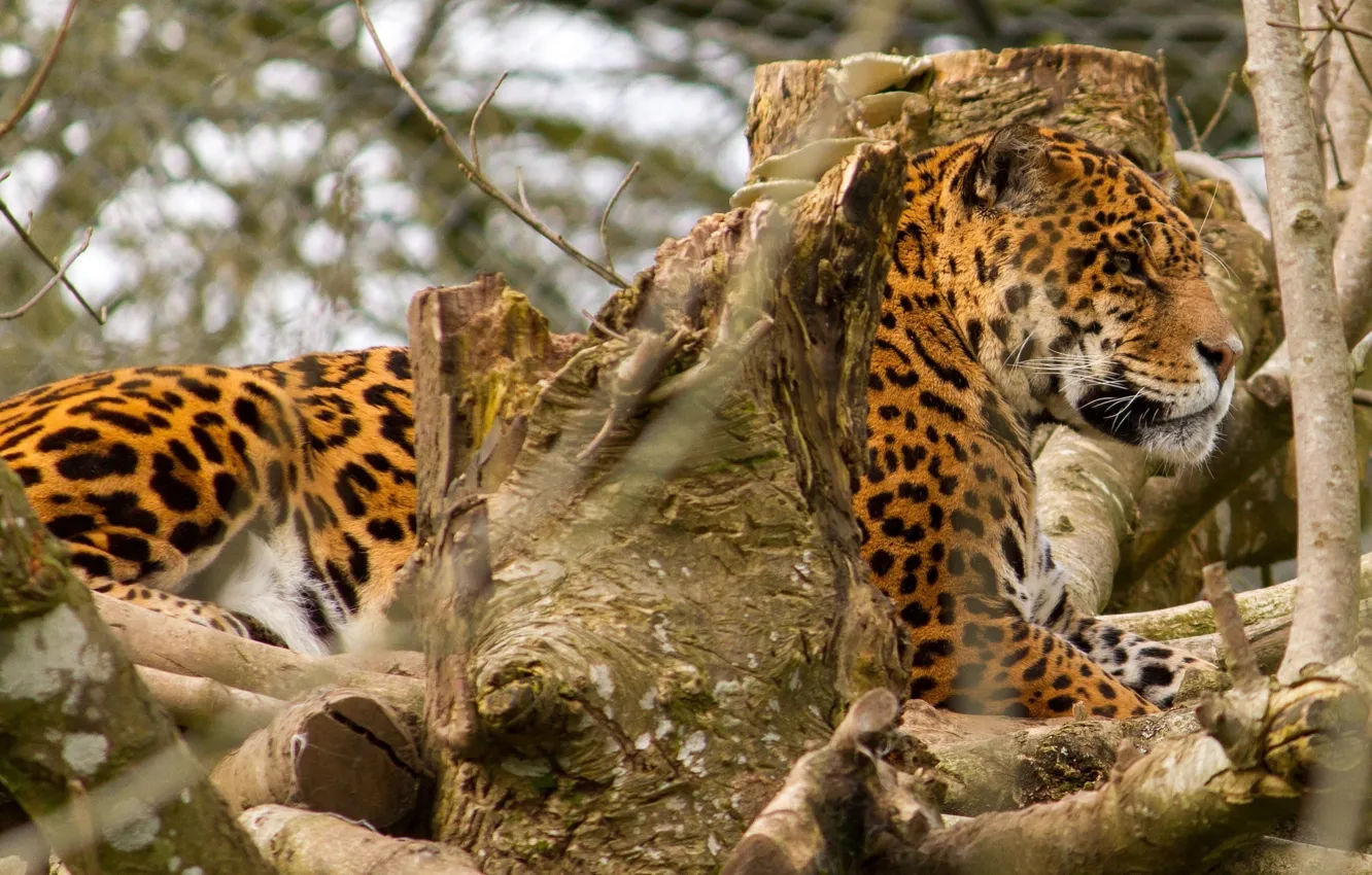 Photo wallpaper branches, stay, Jaguar, profile, wild cat