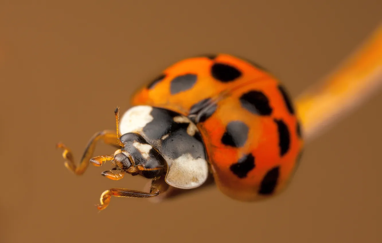 Photo wallpaper ladybug, insect, bokeh