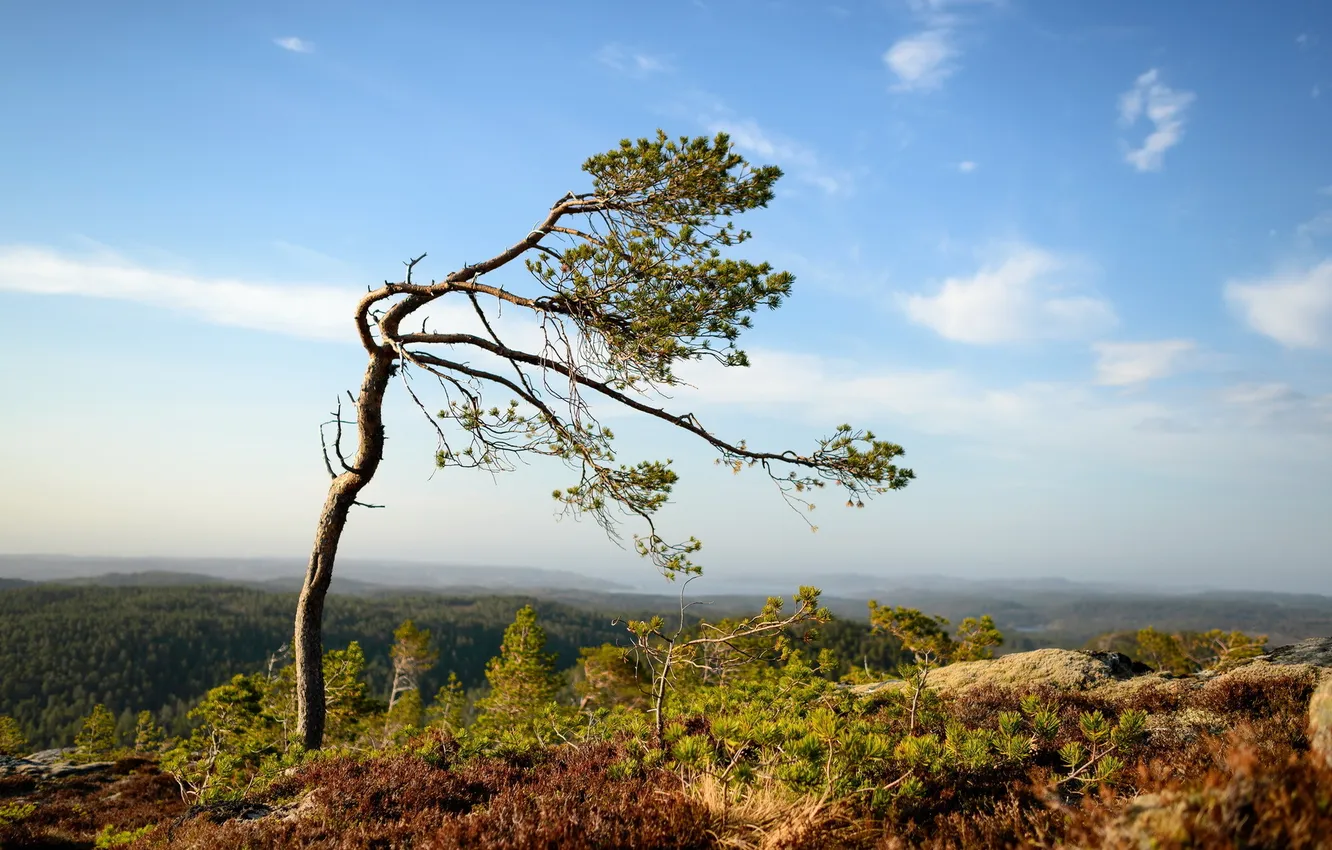 Photo wallpaper trees, landscape, nature