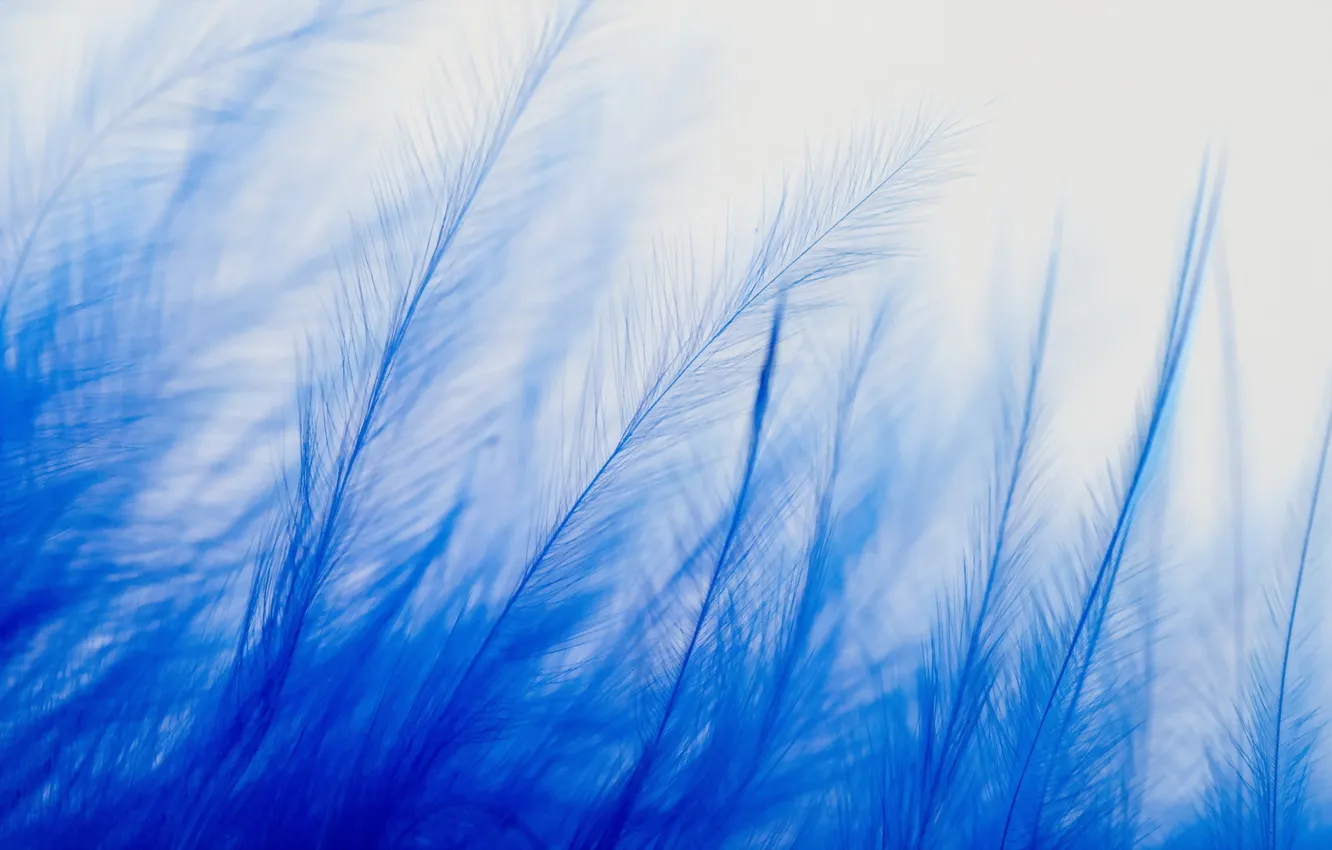 Photo wallpaper blue, feathers, macro