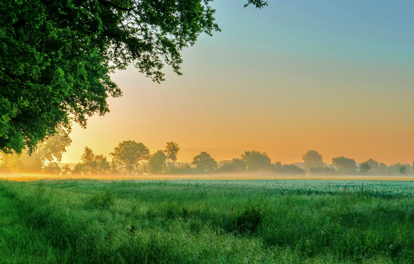 Photo wallpaper field, grass, trees, fog, meadow