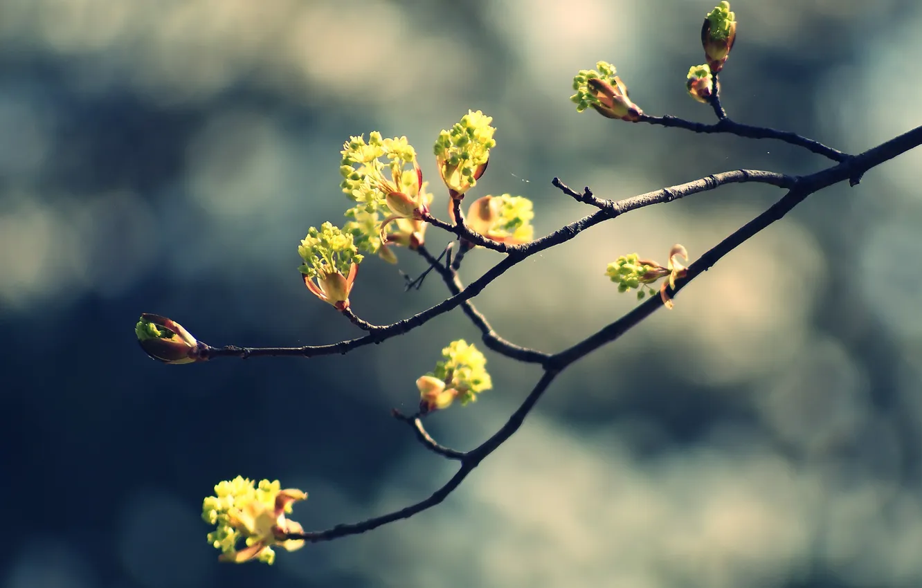 Photo wallpaper nature, photo, Wallpaper, pictures, plants, branch, spring, kidney