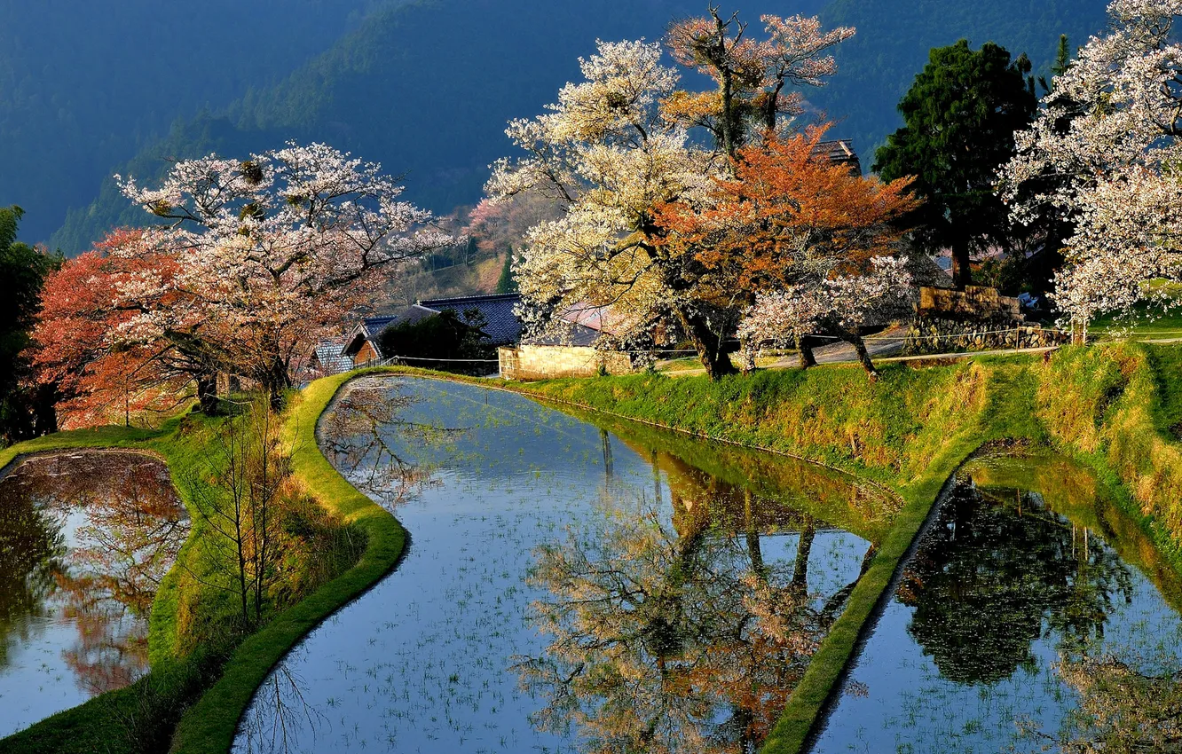 Photo wallpaper trees, house, pond, spring, Japan, garden, flowering
