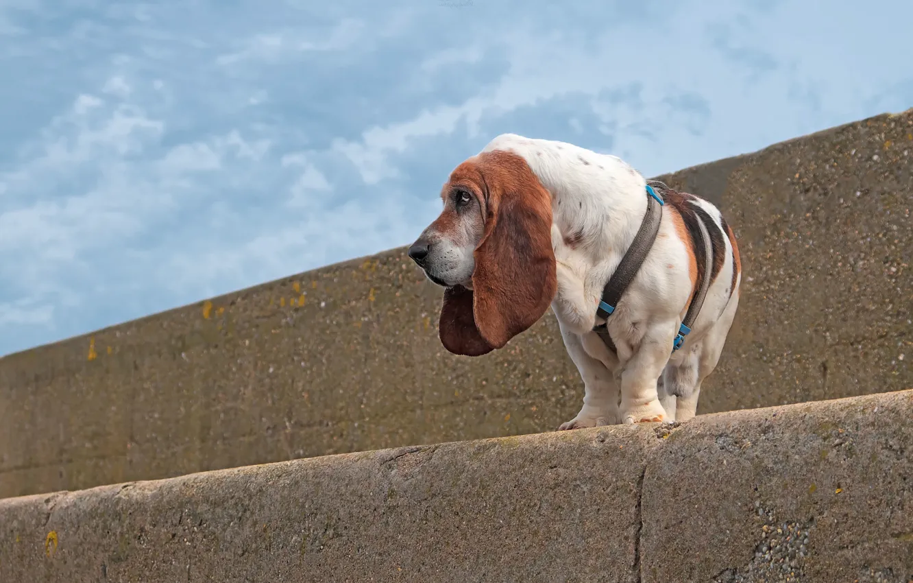 Photo wallpaper the sky, dog, The Basset hound