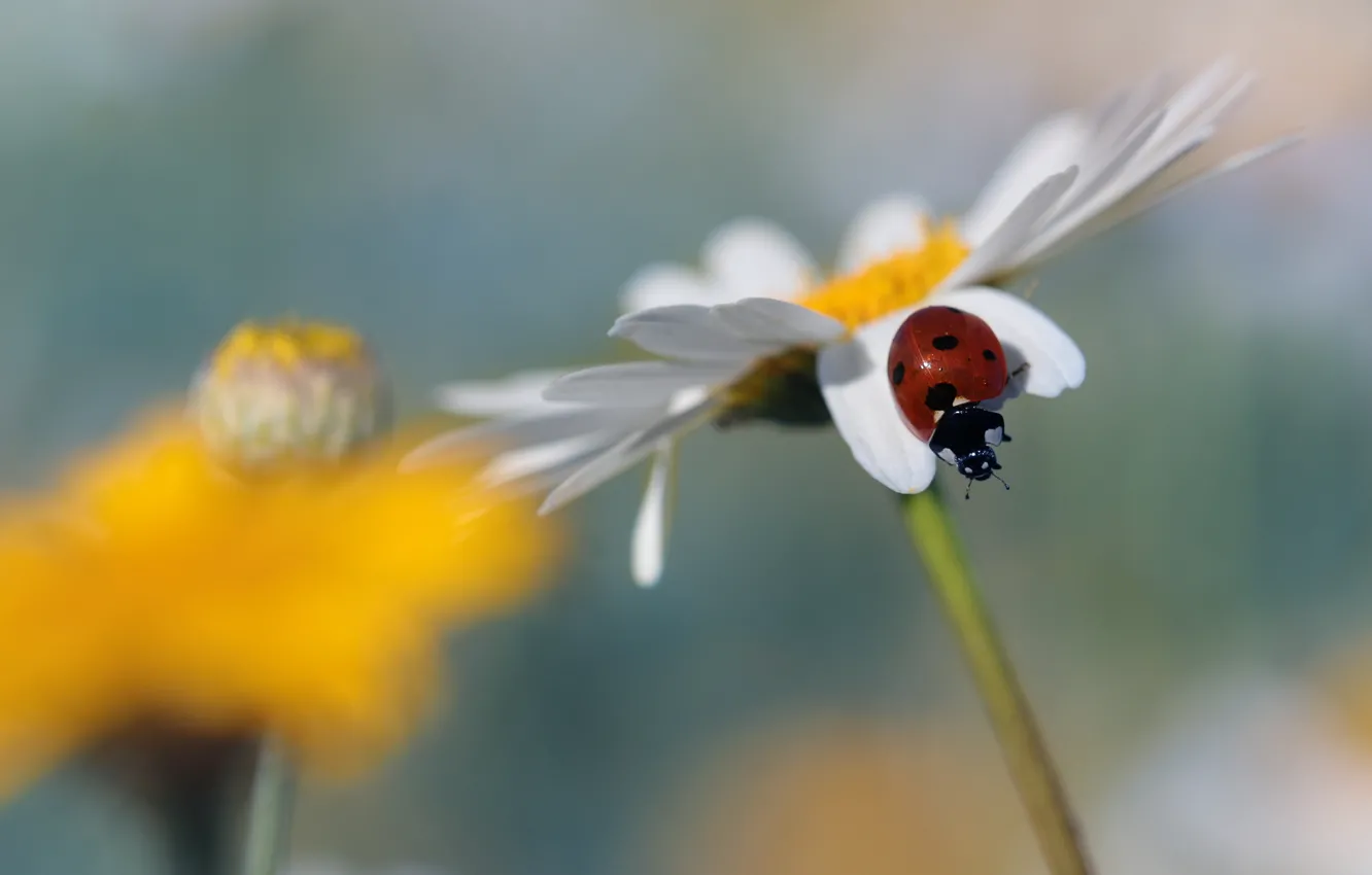 Photo wallpaper flower, macro, background, ladybug, beetle, blur, Daisy, insect