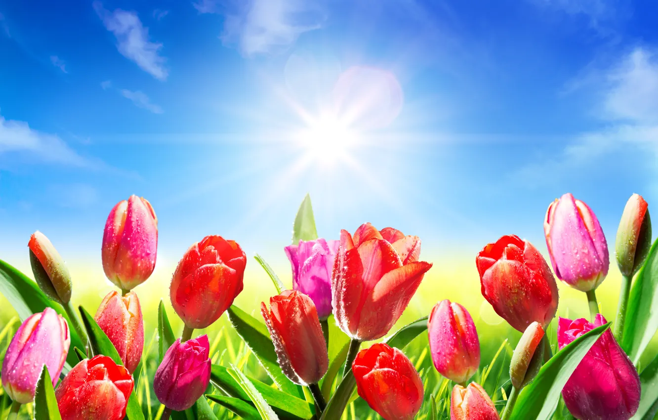 Photo wallpaper the sky, the sun, drops, flowers, Rosa, spring, tulips, fresh