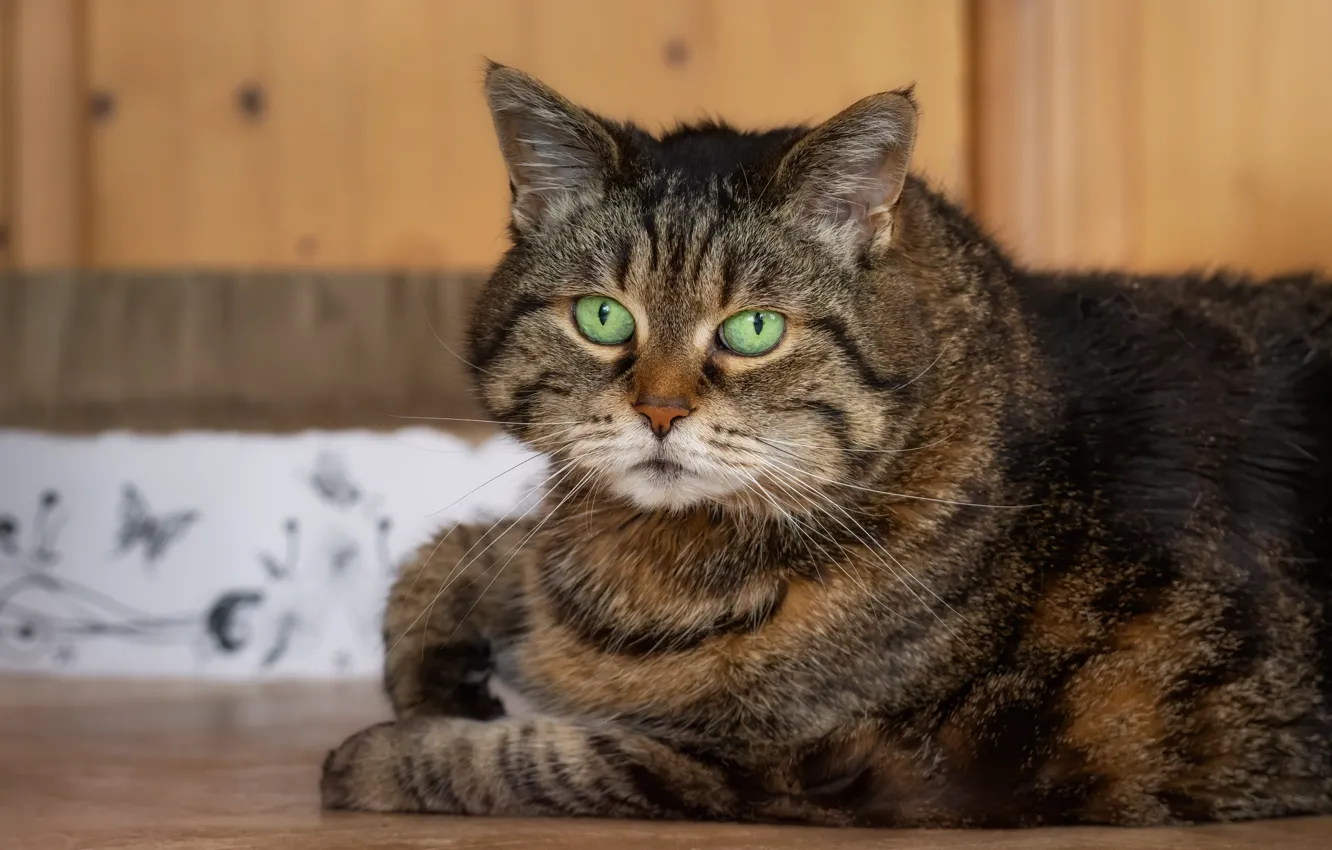 Photo wallpaper cat, cat, look, face, pose, grey, room, portrait