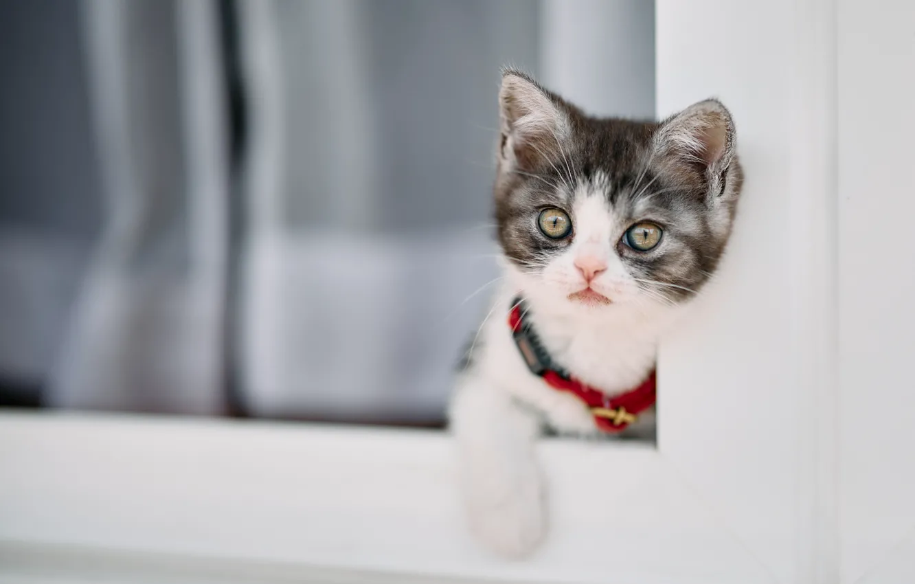 Photo wallpaper cat, legs, baby, window, collar, kitty, bokeh