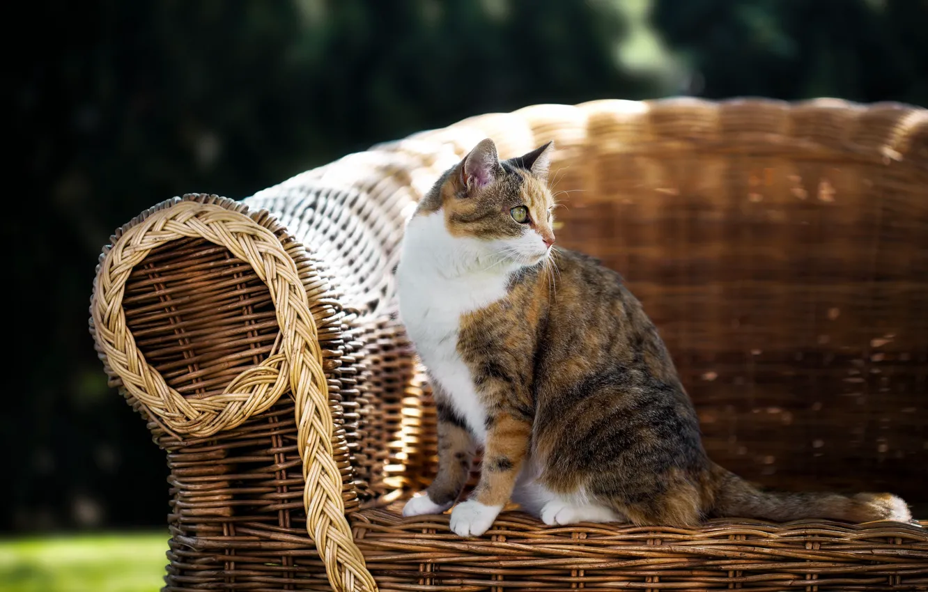 Photo wallpaper cat, summer, chair