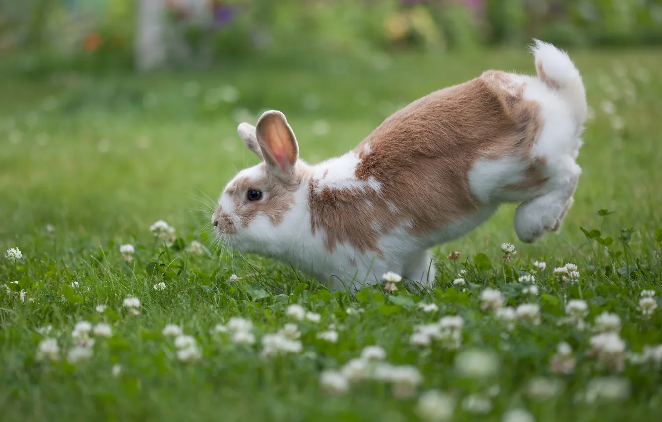 Photo wallpaper flowers, glade, rabbit