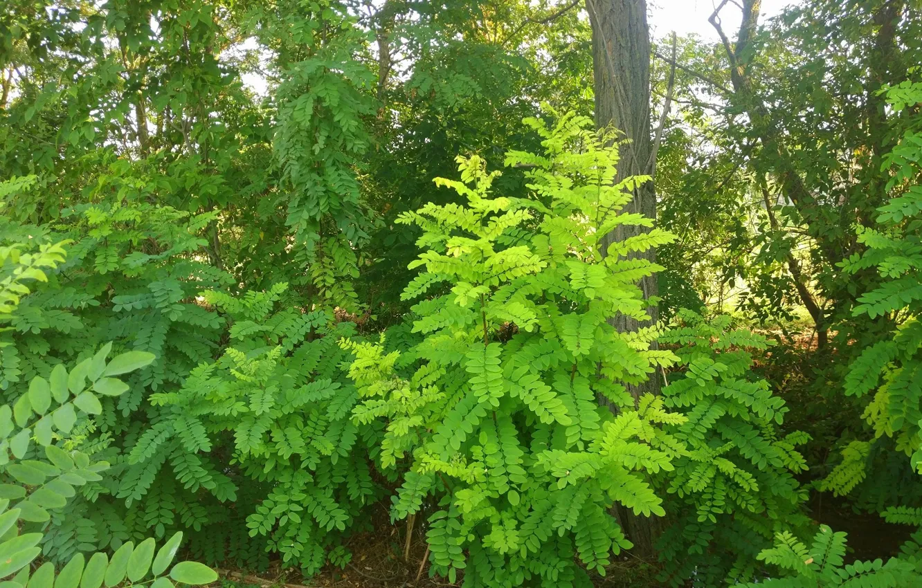Photo wallpaper the bushes, acacia, young