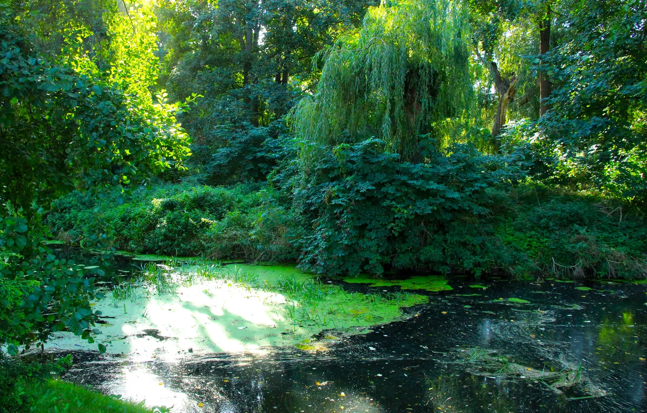 Photo wallpaper trees, water, park, lake, pond
