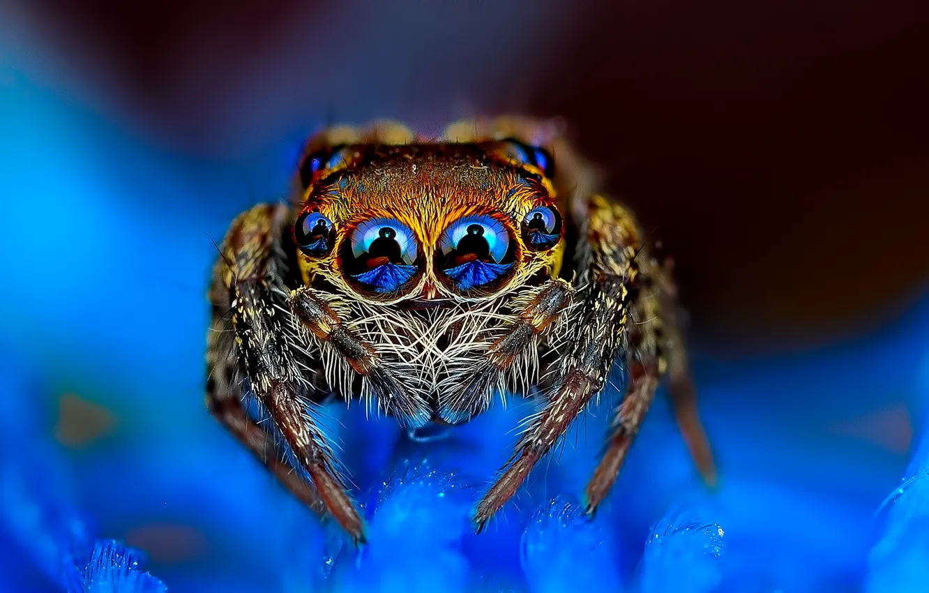 Photo wallpaper spider, eyed, blue background, jumper, jumper